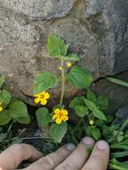 Image of Dudley's monkeyflower