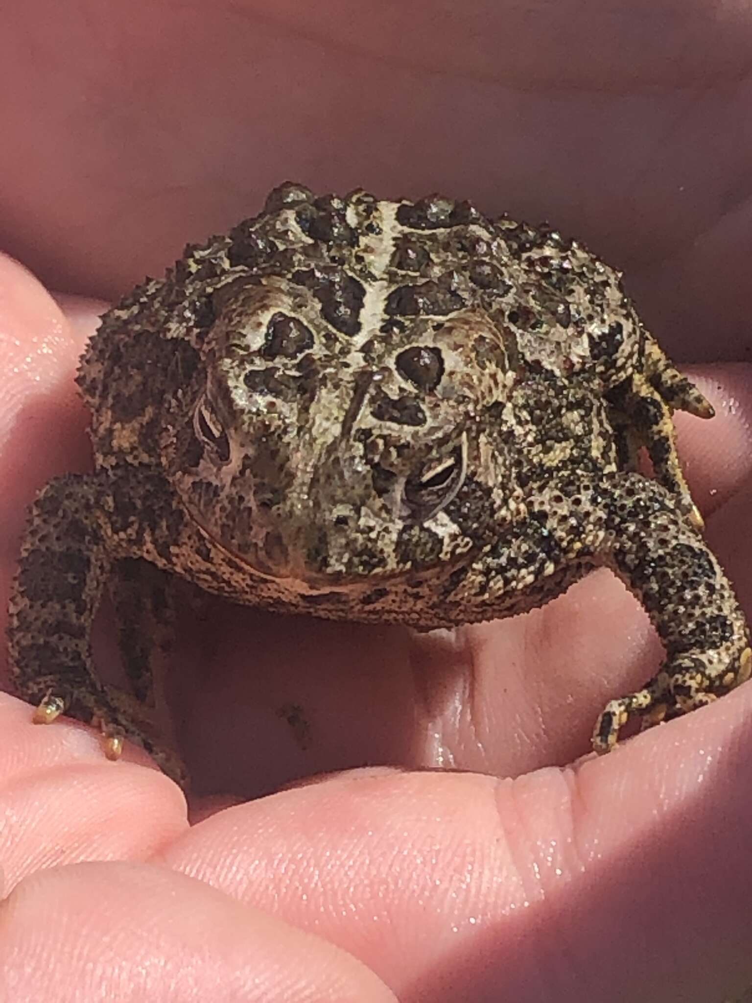 Anaxyrus hemiophrys (Cope 1886) resmi