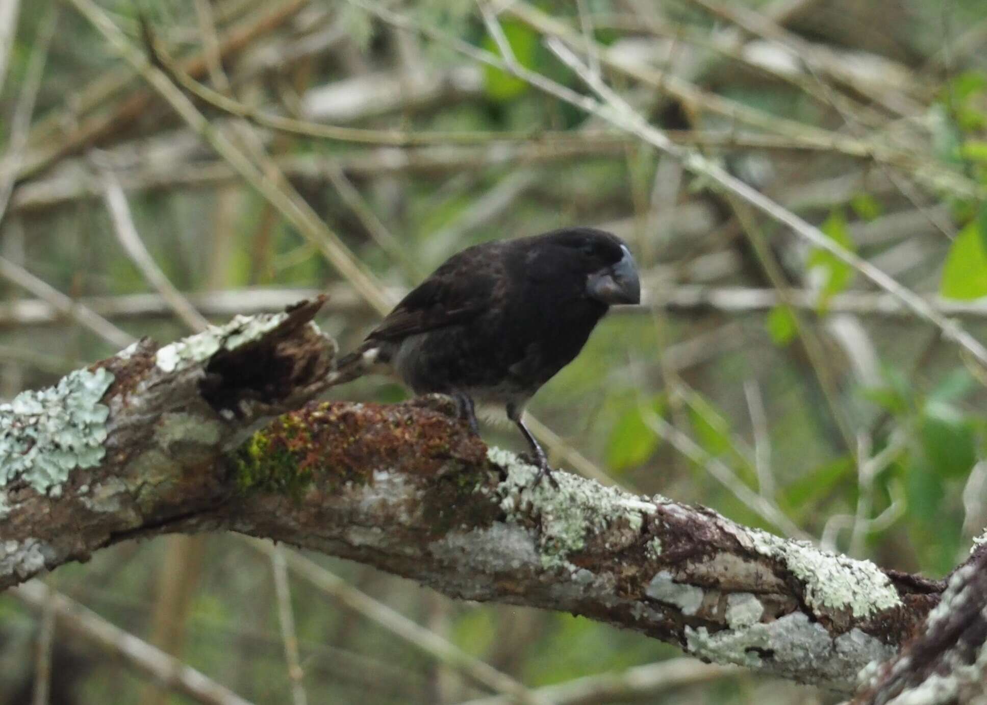 Image of Large Ground Finch