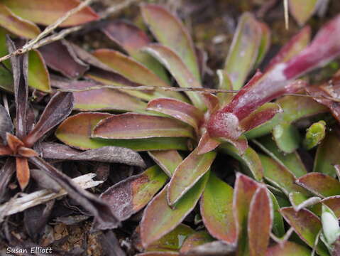 Imagem de Antennaria neglecta Greene