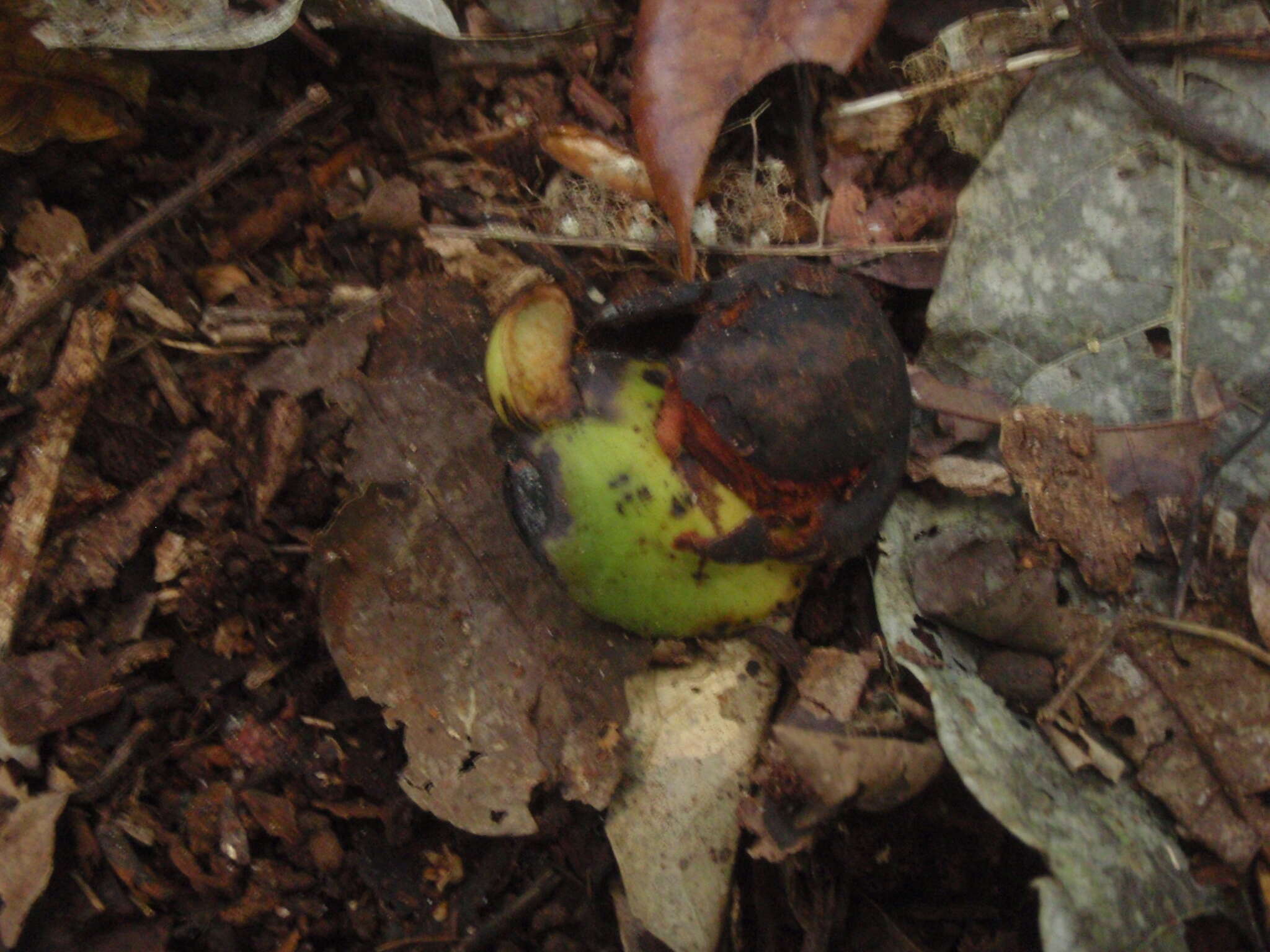 Image of Gigasiphon macrosiphon (Harms) Brenan