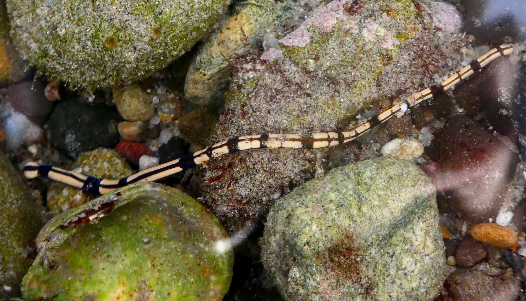 Image of Tubulanus frenatus (Coe 1904)