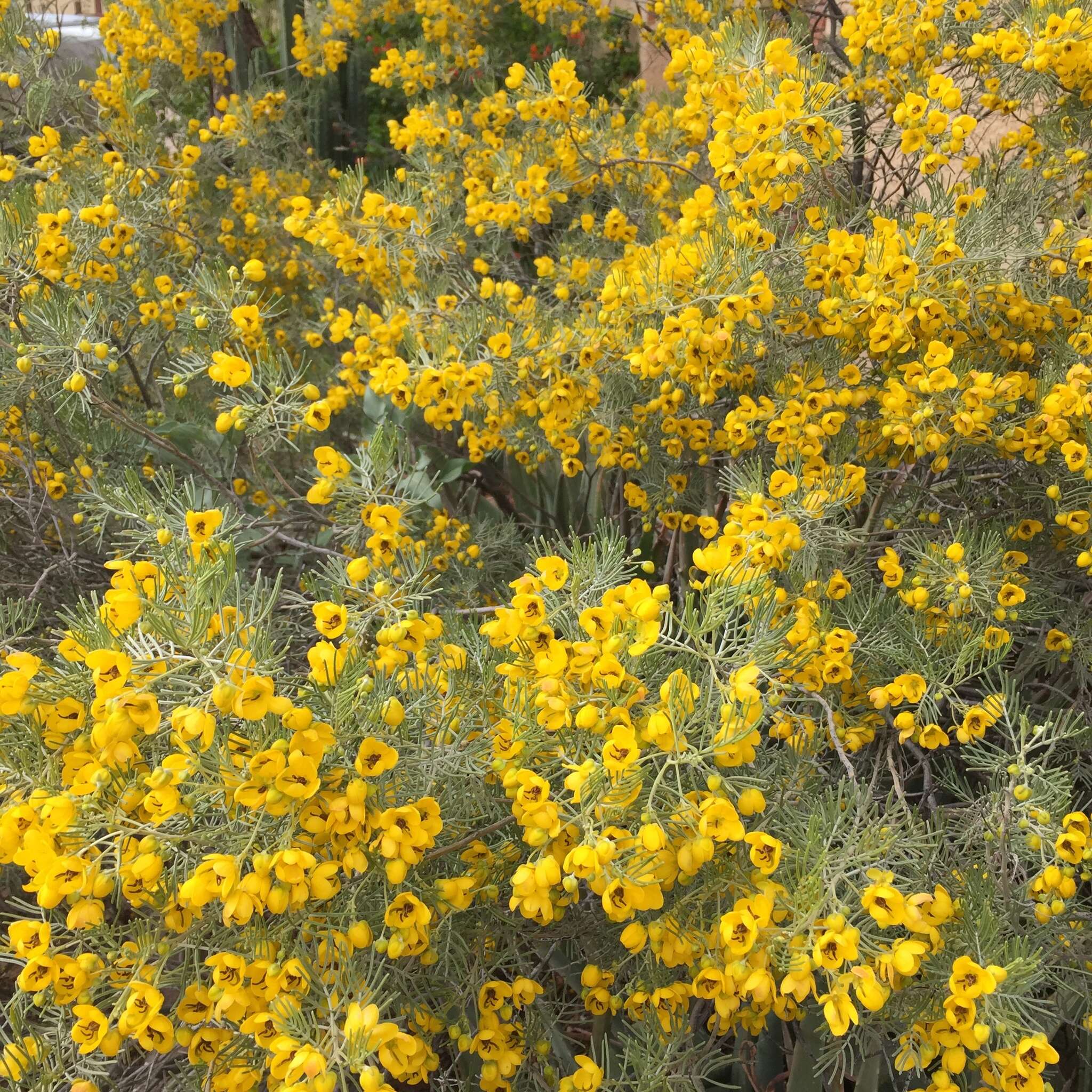 Image of Burnt-leaved Acacia