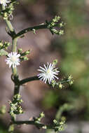 Image of Mesembryanthemum articulatum Thunb.