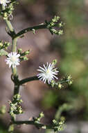 Imagem de Mesembryanthemum articulatum Thunb.