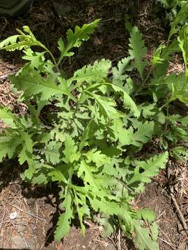 Image of smooth yellow false foxglove