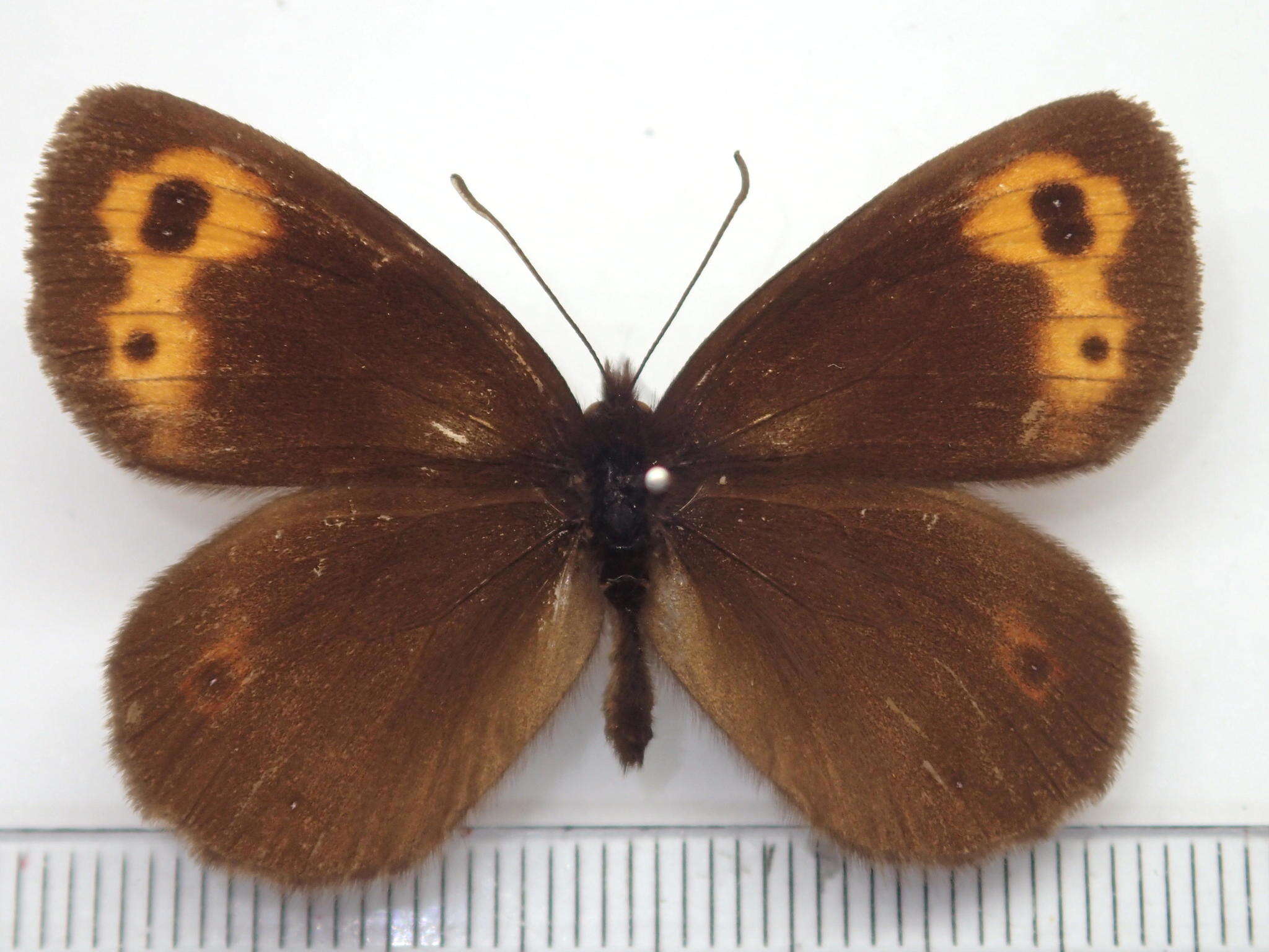 Image of Erebia niphonica Janson 1877