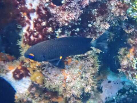 Image of Galapagos ringtail damselfish