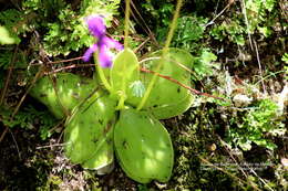 Imagem de Pinguicula macrophylla Kunth