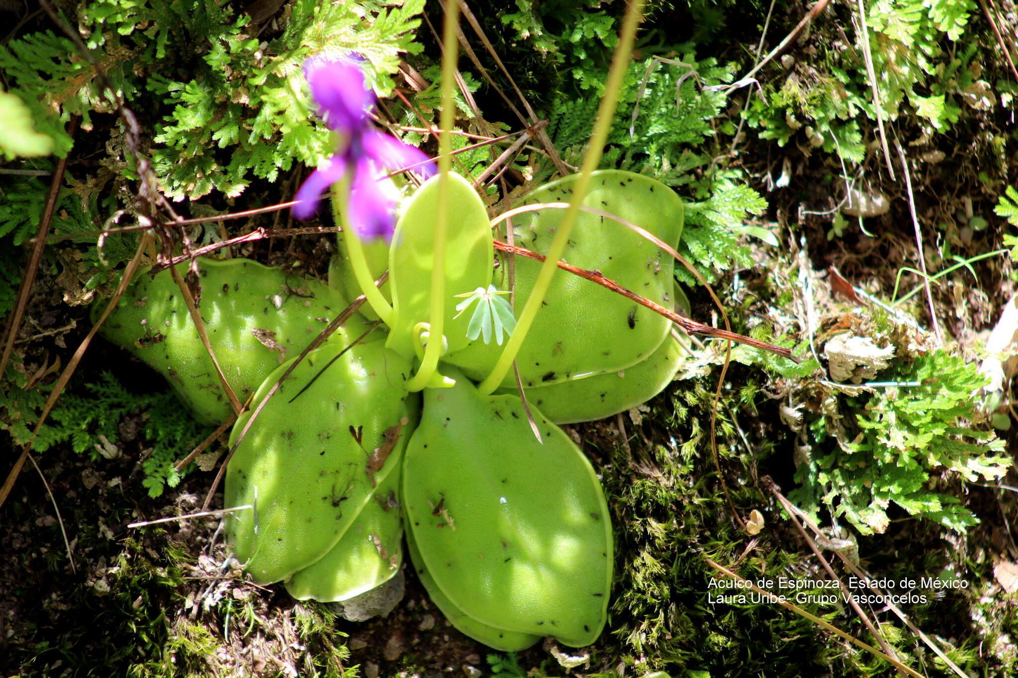 Image of Pinguicula macrophylla Kunth