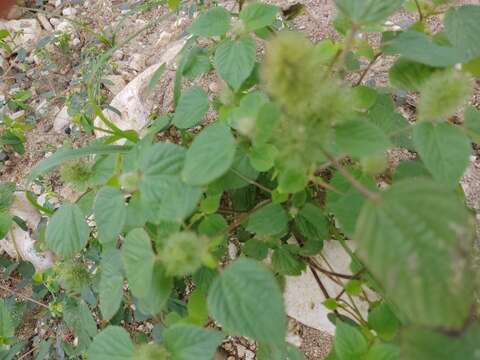 Image de Acalypha alopecuroidea Jacq.