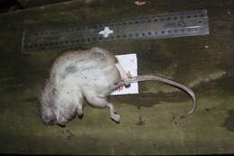 Image of Brown Rat