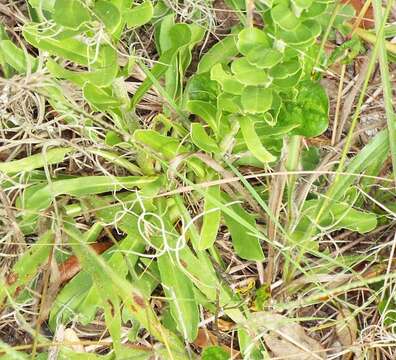 Image of coastal plain chaffhead