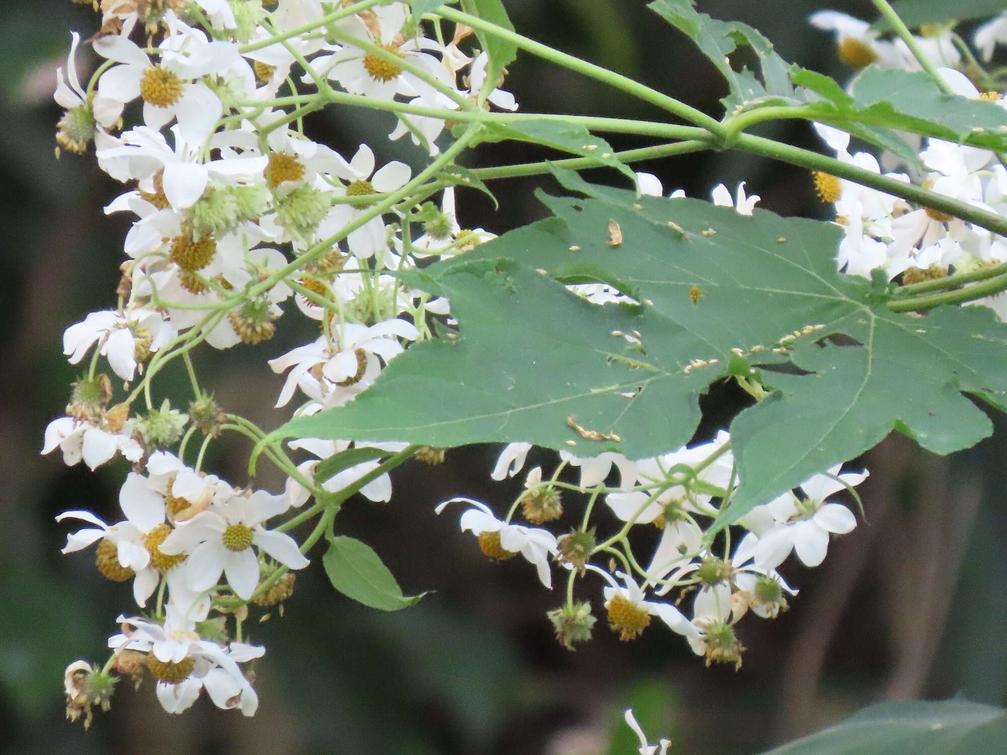 Image de Montanoa hibiscifolia (Benth.) C. Koch