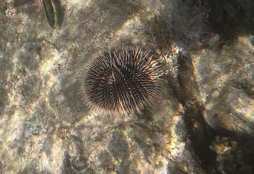 Image of White Sea Urchin