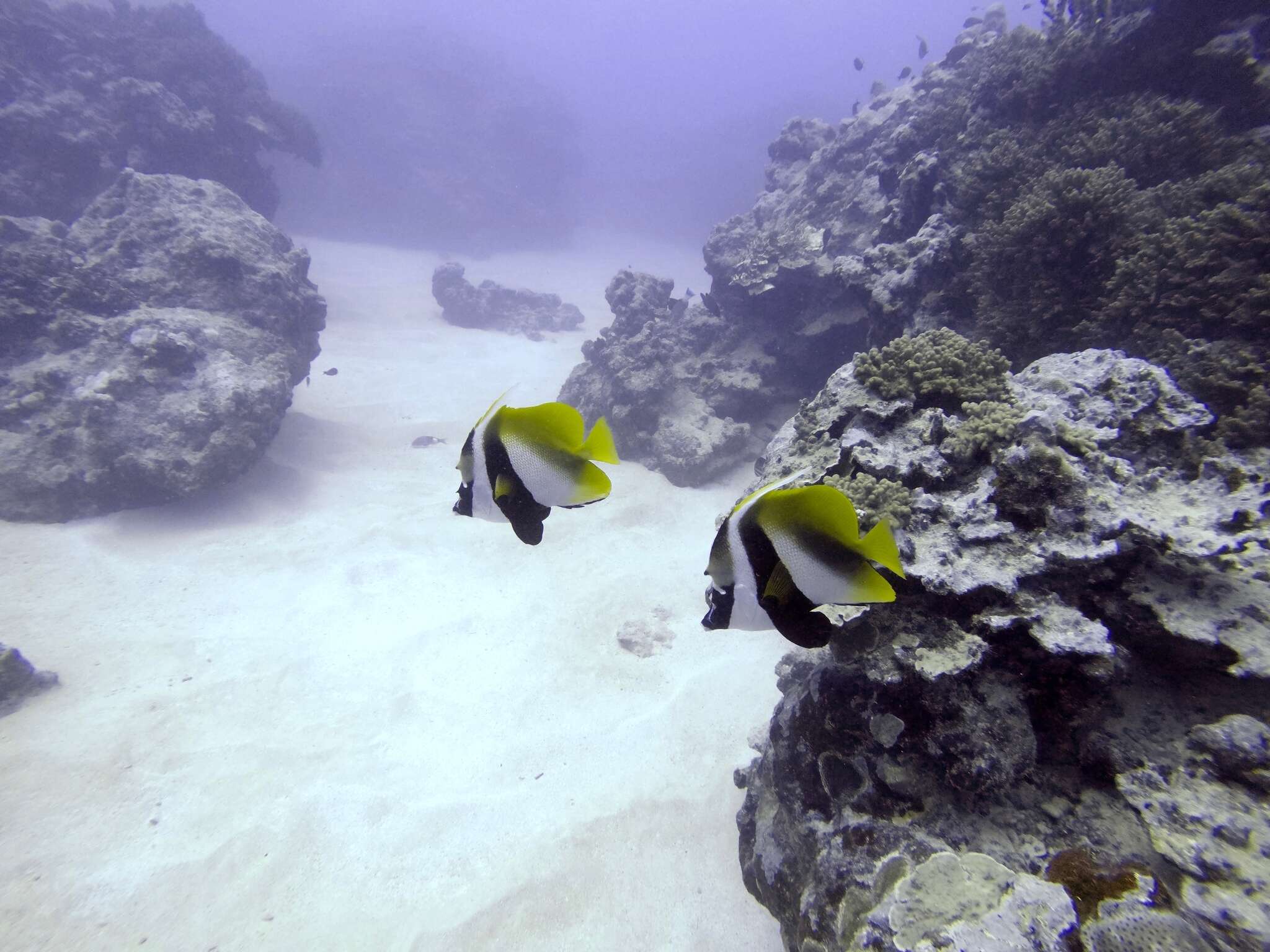 Image of Bannerfish