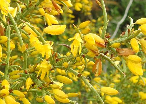 Image of Ulex australis subsp. welwitschianus