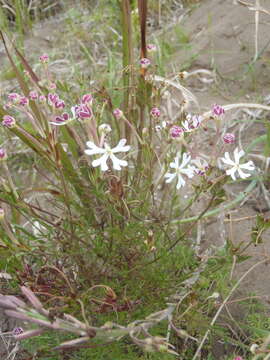 Image of Zaluzianskya capensis (L.) Walp.