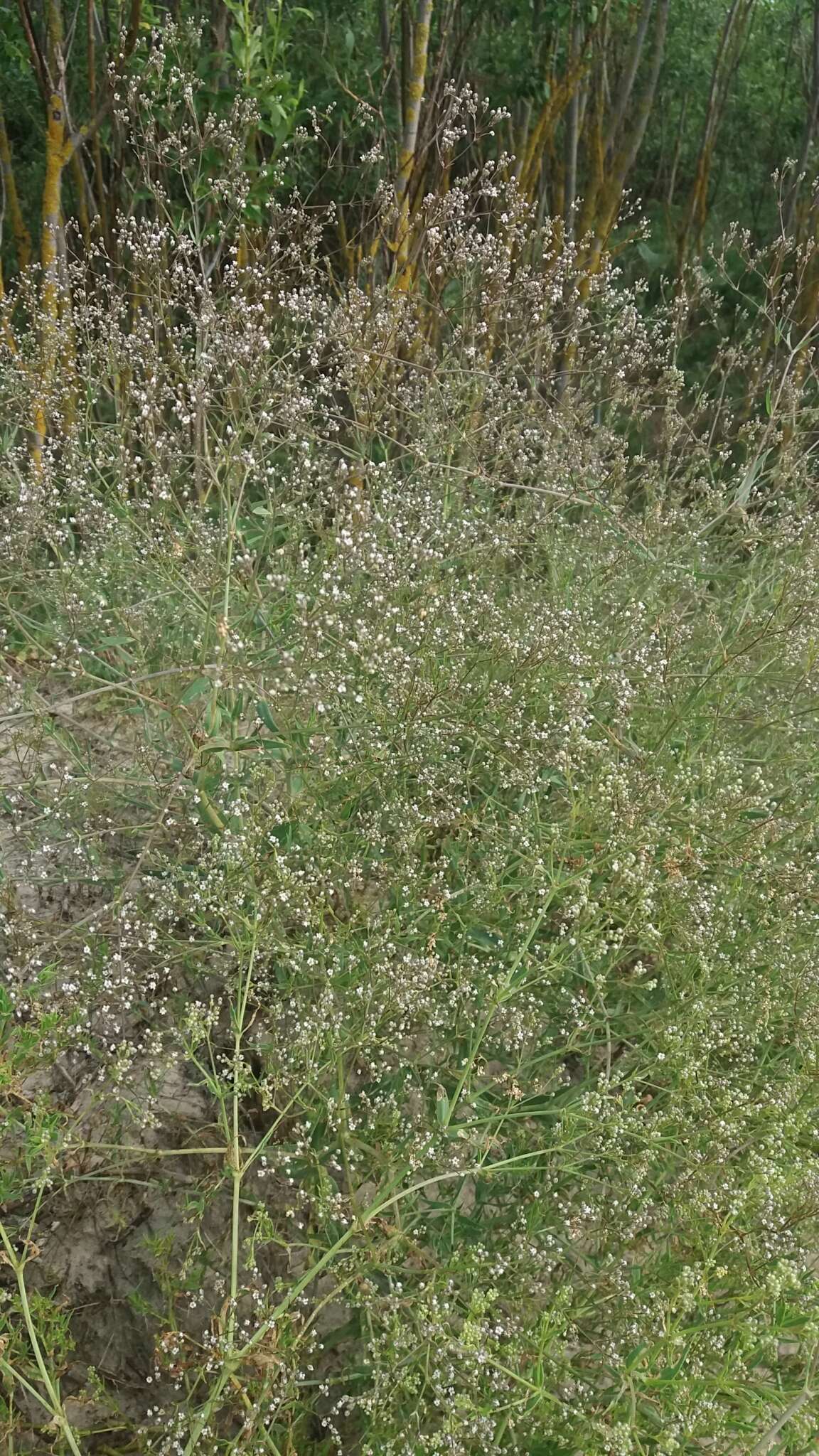 Image de Gypsophila paniculata L.