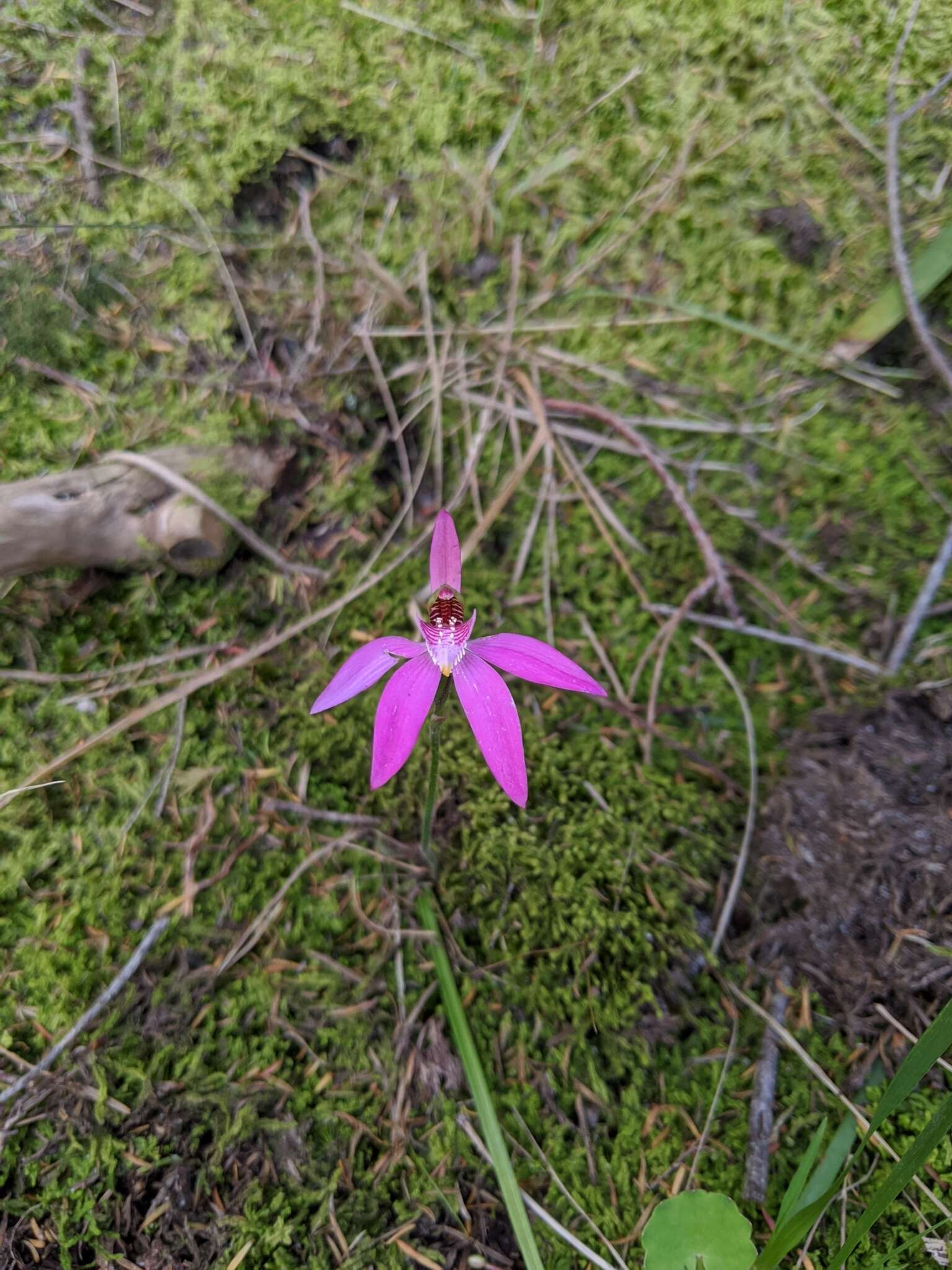 Image of Caladenia quadrifaria (R. S. Rogers) D. L. Jones