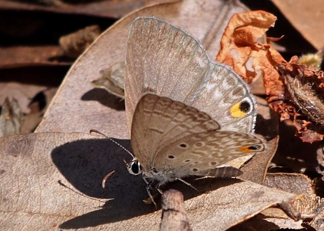 صورة Euchrysops malathana (Boisduval 1833)