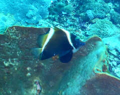 Image of Horned Bannerfish