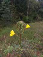 Image of Oenothera fallax Renner