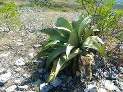 Image of Agave marmorata Roezl