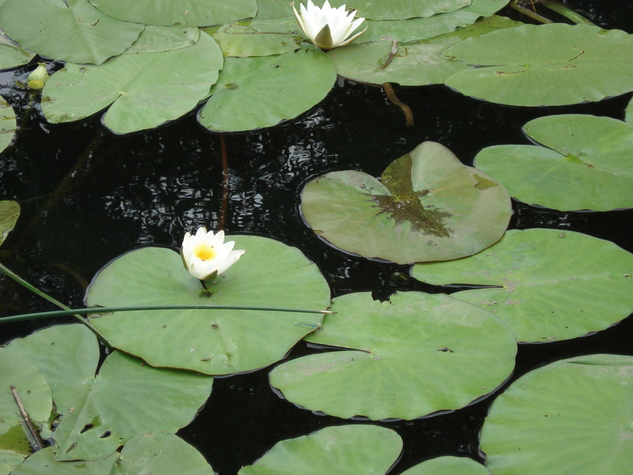 Image de Nymphaea candida C. Presl