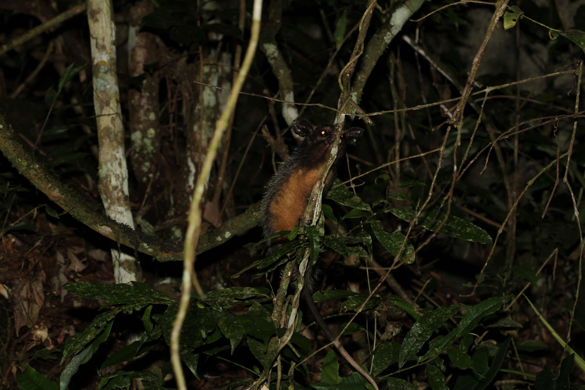 Image of Big-eared Opossum