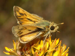 Image of Hylephila signata Blanchard 1852