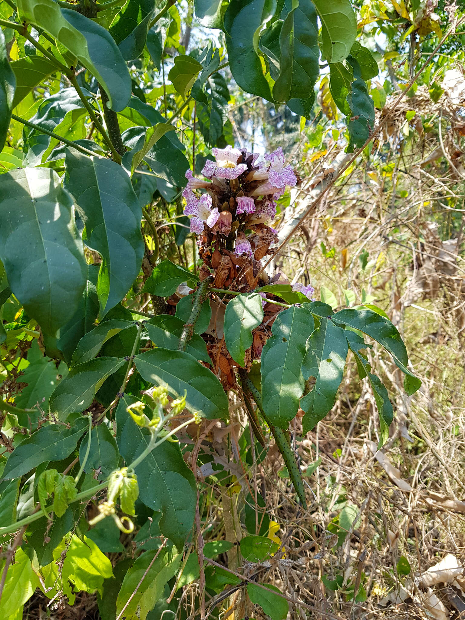 Слика од Newbouldia laevis (P. Beauv.) Seem.