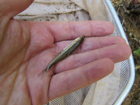 Image of Bigeye Shiner