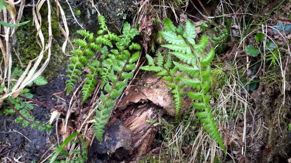 Image of Athyrium oppositipennum var. pubescens (Tag.) Tag.