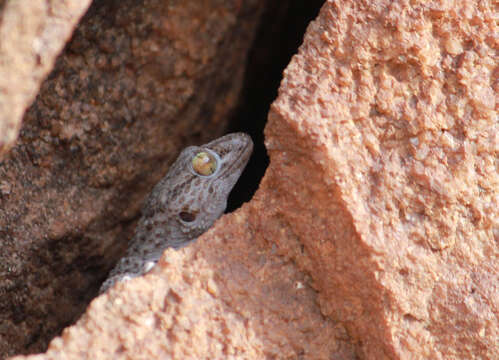 Image of Turner's thick-toed gecko