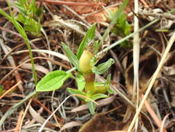 Image de Pentanisia angustifolia (Hochst.) Hochst.