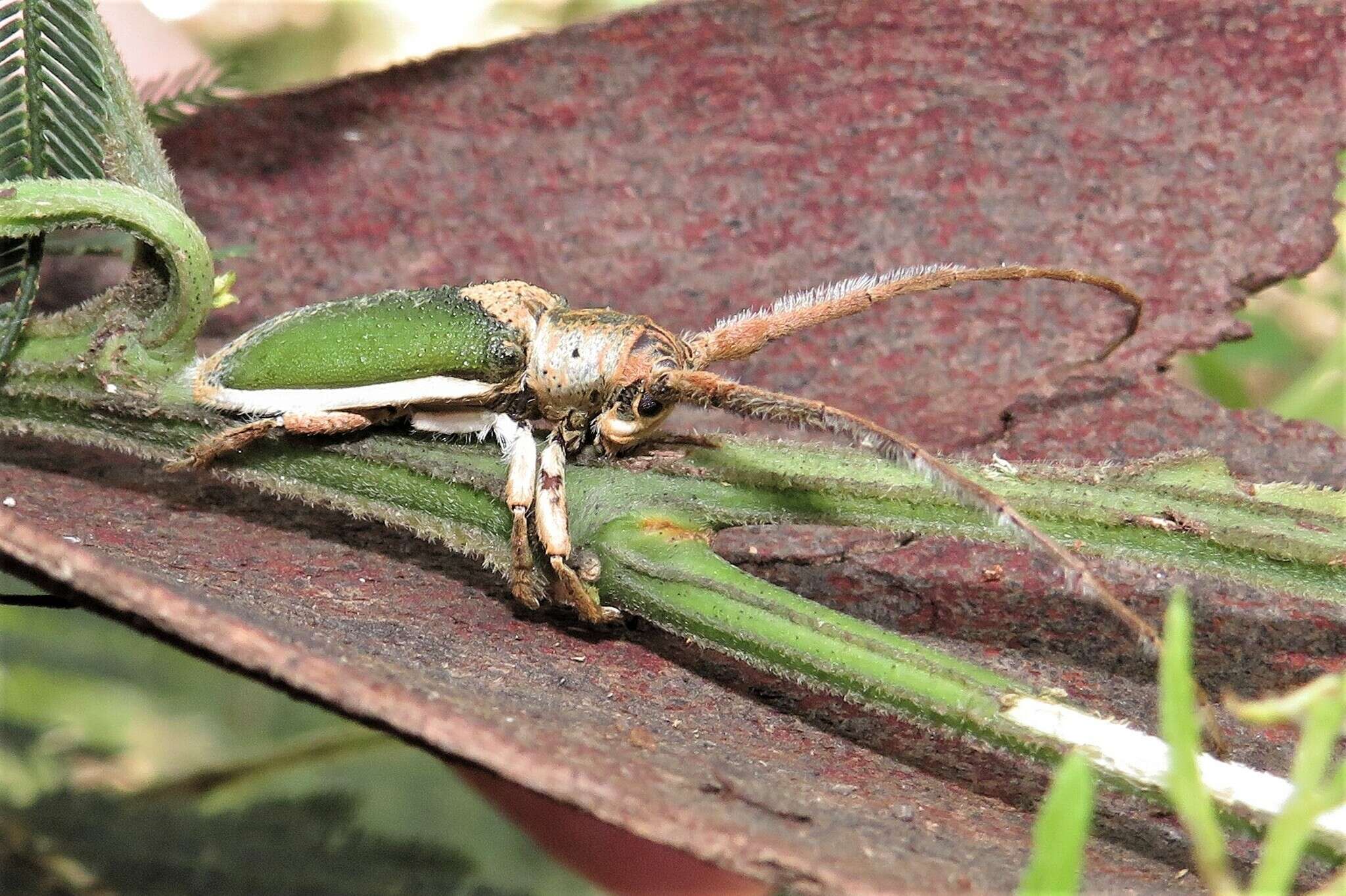 Image of Rhytiphora nigrovirens (Donovan 1805)