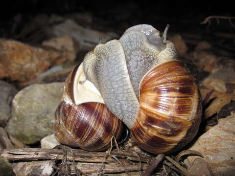 Image of Roman Snail