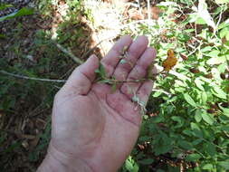 Image of Hairy-Twig Huckleberry