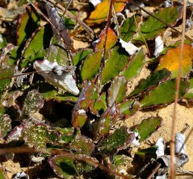 Image of Haplocarpha oocephala (DC.) J. P. B. Beyers