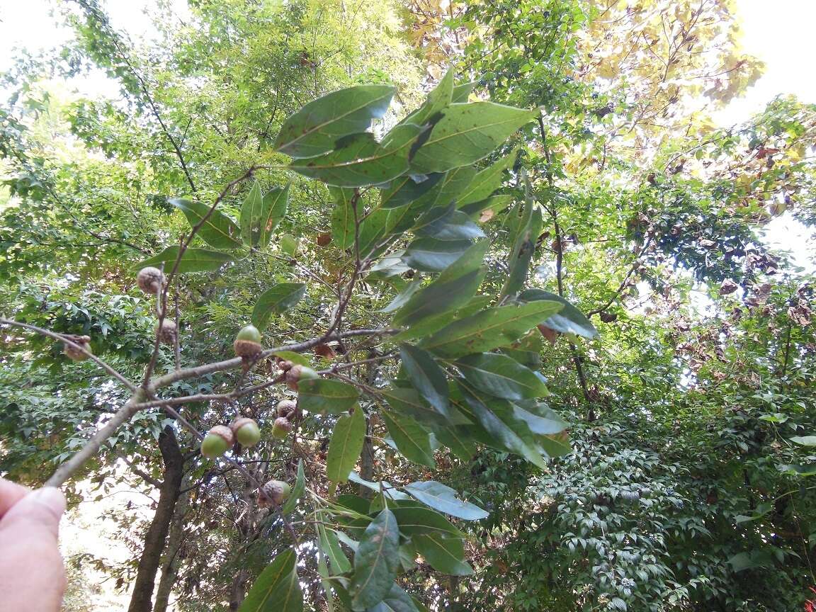 Image of Quercus ocoteifolia Liebm.