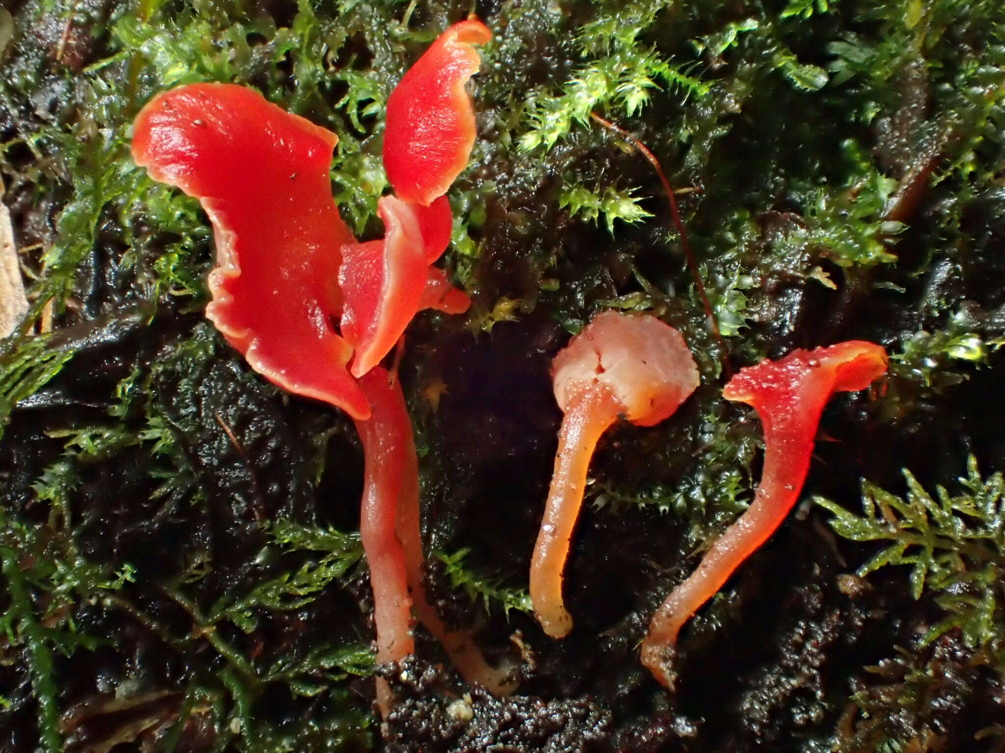 Image of Hygrocybe aphylla Læssøe & Boertm. 2008