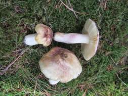 صورة Russula violeipes Quél. 1898