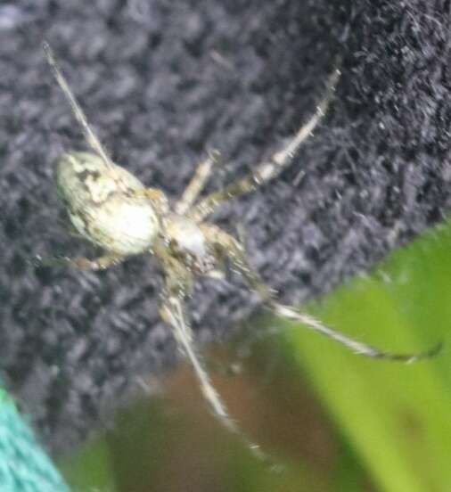 Image de Tetragnatha obtusa C. L. Koch 1837