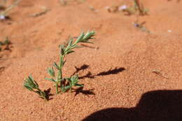 Image of Crucianella membranacea Boiss.