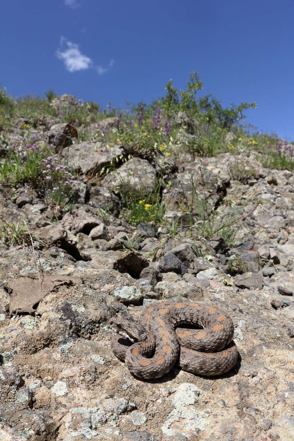 Image of Armenian Viper