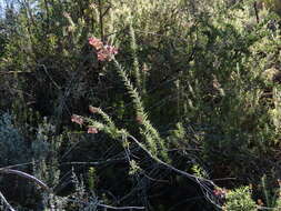 Image of Freylinia densiflora Benth.