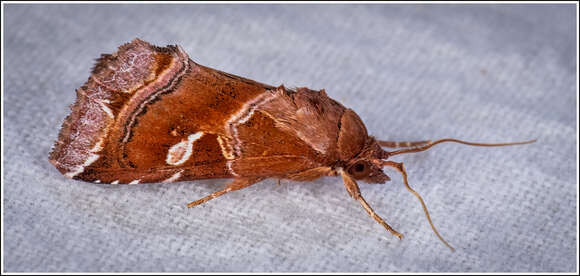 Image of Callopistria ferruginea Hampson 1908