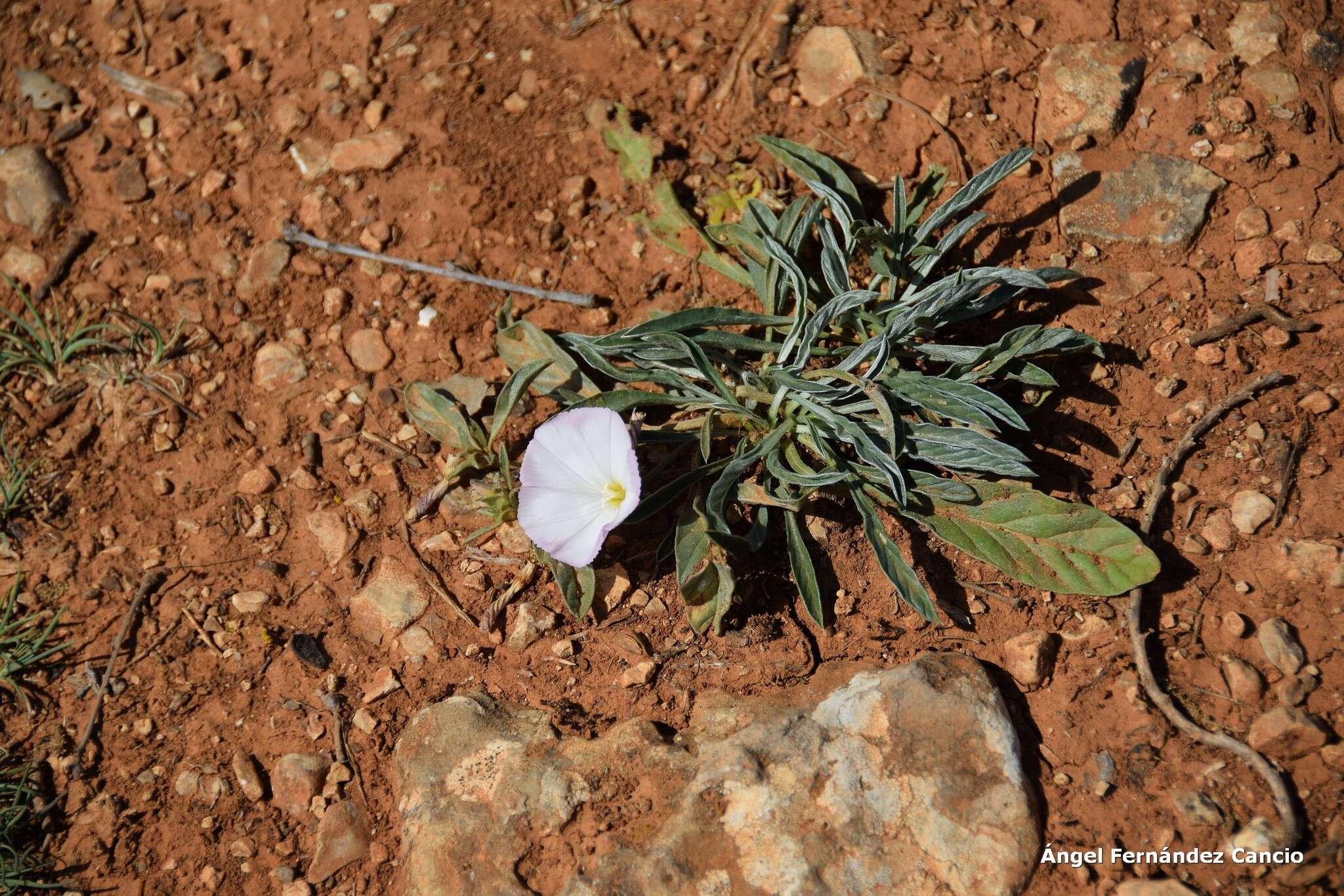 Image of Convolvulus lineatus L.