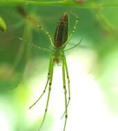 Leucauge undulata (Vinson 1863) resmi